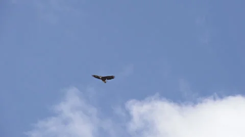 Bald Eagle Circling in Blue Sky with Cloud slow motion Stock Footage 22734760