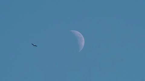 Bald Eagle Circling Moon Stock Footage 305069143