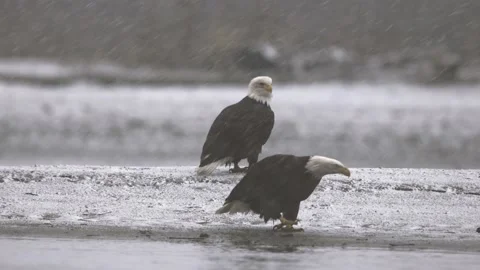Bald eagle clamming its food Stock Footage 202087126