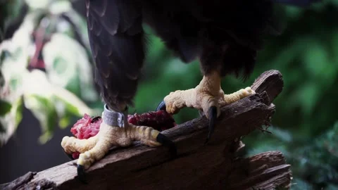 Bald Eagle Claws Stock Footage 163221088