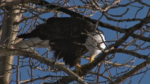 Bald Eagle Cleaning Beak in Winter Cottonwood Branches Stock Footage