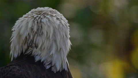 BALD EAGLE CLEANING Stock Footage 228746439