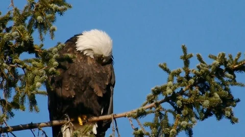 Bald eagle cleaning its feathers Stock Footage 91375825