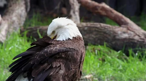 Bald Eagle cleans &amp; preens its feathers while looking around in Florida, USA. Stock Footage 46490356
