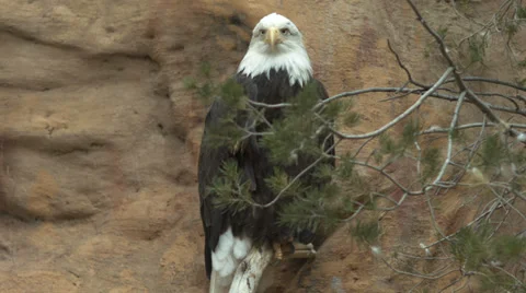 Bald eagle cliff Stock Footage 36009279