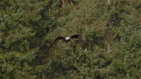 Bald Eagle climbing out at Herring Cove in slow motion Stock Footage 249422059