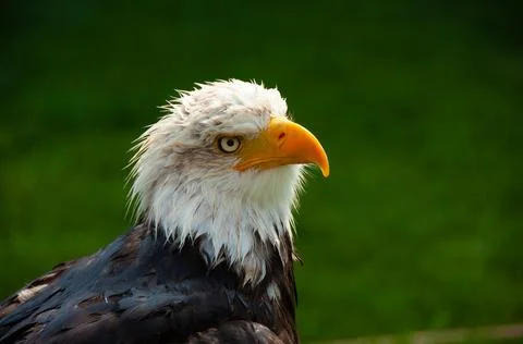 Bald Eagle -Close-up 01 Stock Photos