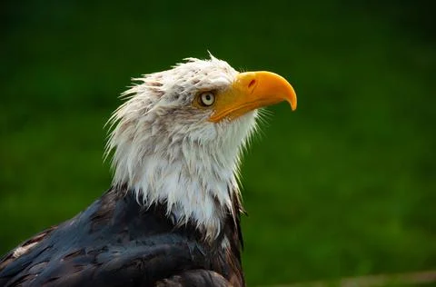 Bald Eagle -Close-up 02 Stock Photos
