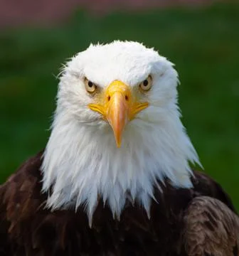 Bald Eagle -Close-up 03 Stock Photos