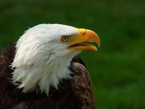 Bald Eagle -Close-up 04 Stock Photos