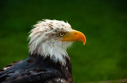 Bald Eagle -Close-up 05 Stock Photos