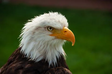 Bald Eagle -Close-up 06 Stock Photos