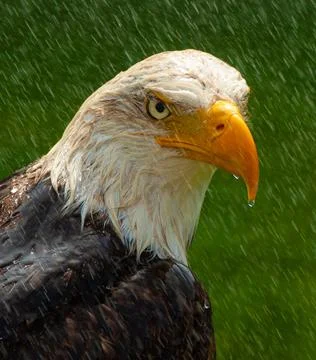 Bald Eagle -Close-up 07 Stock Photos