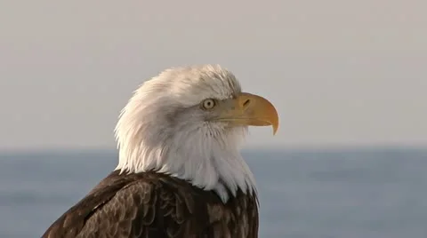 Bald Eagle Up Close and Personal Stock Footage 10835949