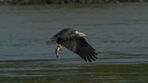 Bald Eagle Close Up Catches Fish 120 FPS Video stock 232555226