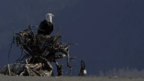 Bald Eagle Close Up, Eagles in Background Stock Footage 153701354