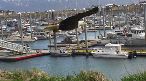 Bald Eagle Close Floating over Boat Harbor Stock Footage 23601517