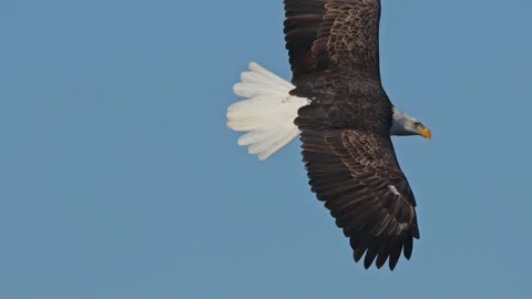 Bald Eagle Close Up Flying Slow Motion 120 fps 4k Video stock 231425075