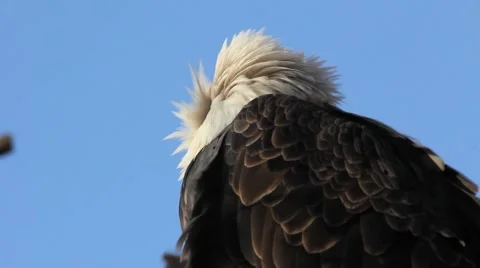 Bald Eagle Close-up Video stock 954284