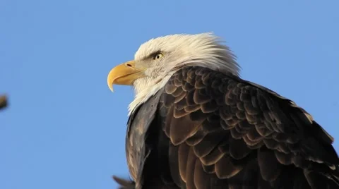 Bald Eagle Close-Up Video stock 954375