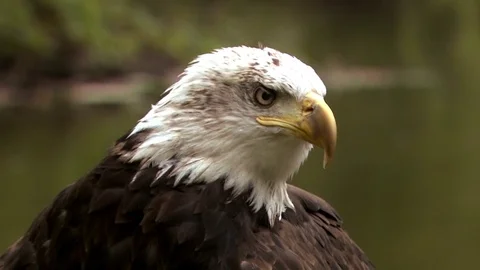 Bald Eagle- Close up Stock Footage 81958490