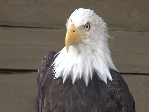 Bald Eagle Close Up Stock Footage 85535728