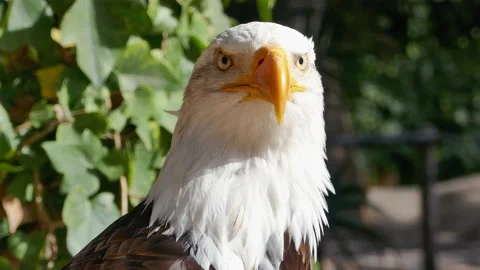 Bald Eagle close-up Video stock 172487873
