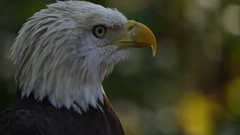 BALD EAGLE CLOSE UP Video stock 228745338