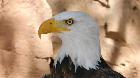 Bald Eagle close-up Video stock 232803165