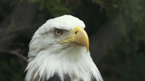 Bald Eagle Close-Up Gazing Calmly in Wooded Setting Stock Footage 342573496