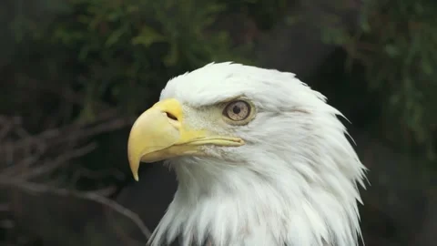 Bald Eagle Close-Up, Head and Upper Neck, Soft Green Background Stock Footage 342573503