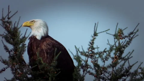 Bald Eagle Close-Up Perched in Evergreen Tree Against Blue Sky Stock Footage 330793120