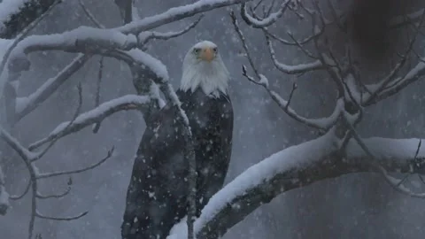 Bald Eagle Close Up Perched in Snow in slow motion 120 fps 4k Video stock 232529310