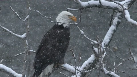 Bald Eagle Close Up Perched in Snow in slow motion 120 fps 4k Video stock 232529810