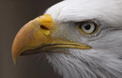 Bald eagle close-up Stock Photos