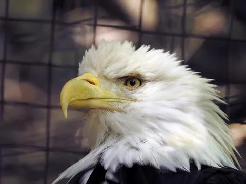 Bald eagle close up Stock Photos