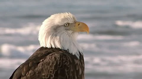 Bald Eagle Close Sea Background Stock Footage 10833399