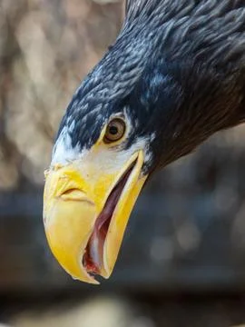 Bald eagle close-up with sharp focus Stock Photos
