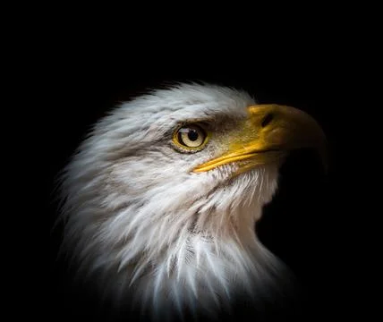 A bald eagle closeup creative edit in saarland 스톡 사진