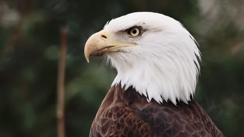 Bald Eagle Closeup Face Eye Stock Footage 347802128
