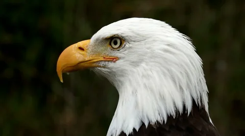 Bald eagle closeup Stock Footage 41189407