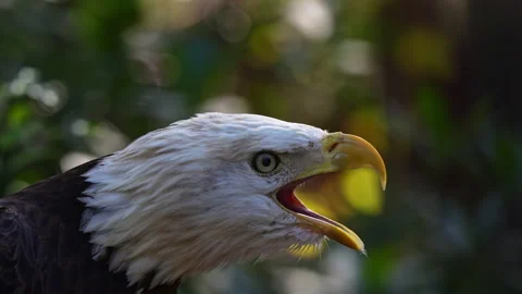 BALD EAGLE CLOSEUP Video stock 228748439