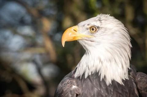 Bald eagle closeup Stock Photos