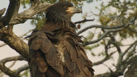 Bald Eagle closeup of preening in nest at 12 weeks, portrait, closeup, 4k. Video stock 280927201