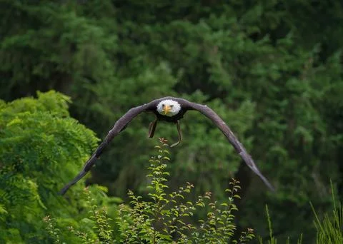 A bald eagle closeup while flying in a falcrony in saarburg, copy space 스톡 사진