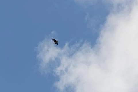 A bald eagle with clouds and a blue sky. Stock Photos