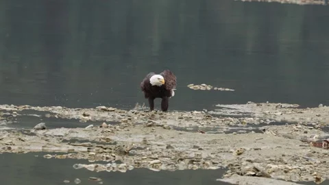 Bald eagle coming in for a landing on the river bank. Harrison Mills, BC. Stock Footage 323066278