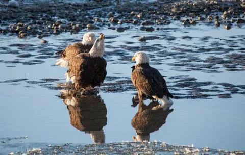 Bald Eagle Conversations Stock Photos