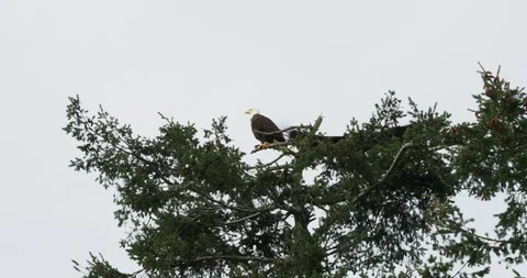Bald Eagle couple Stock Footage 124444875