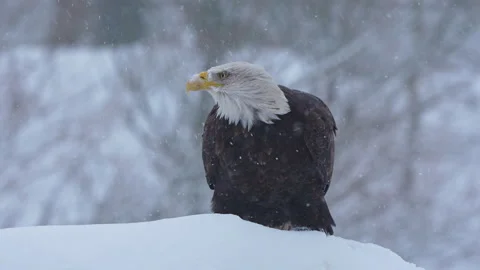 Bald eagle covered in snow, blinking nictitating membrane in falling snow Stock Footage 329295906